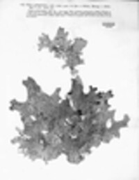 Lobaria pulmonaria image